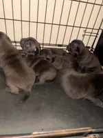 1, a female Pug for sale in San Antonio, TX – 3 of 8