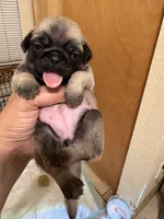 #7, a female Pug for sale in San Antonio, TX – 1 of 1