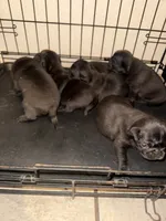 1, a female Pug for sale in San Antonio, TX – 4 of 8