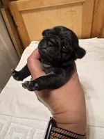 #3, a female Pug for sale in San Antonio, TX – 1 of 9