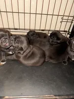 1, a female Pug for sale in San Antonio, TX – 5 of 8