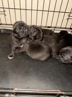1, a female Pug for sale in San Antonio, TX – 7 of 8