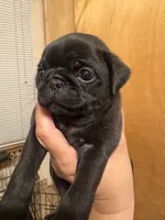 #2, a female Pug for sale in San Antonio, TX – 5 of 8