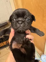 #3, a male Pug for sale in San Antonio, TX – 1 of 1
