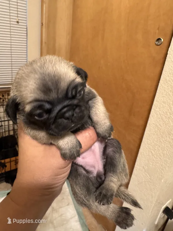 #6 – Pug puppy for sale in San Antonio, TX
