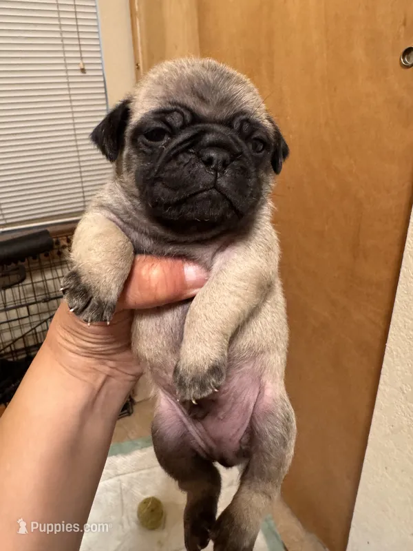 #5 – Pug puppy for sale in San Antonio, TX