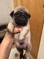 #5, a male Pug for sale in San Antonio, TX – 1 of 1