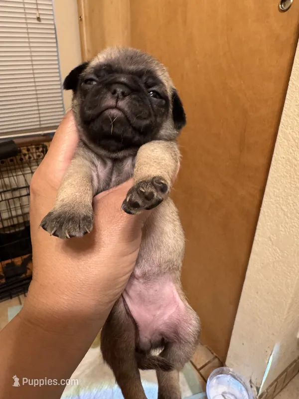 #8 – Pug puppy for sale in San Antonio, TX