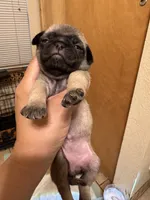 #8, a female Pug for sale in San Antonio, TX – 1 of 1