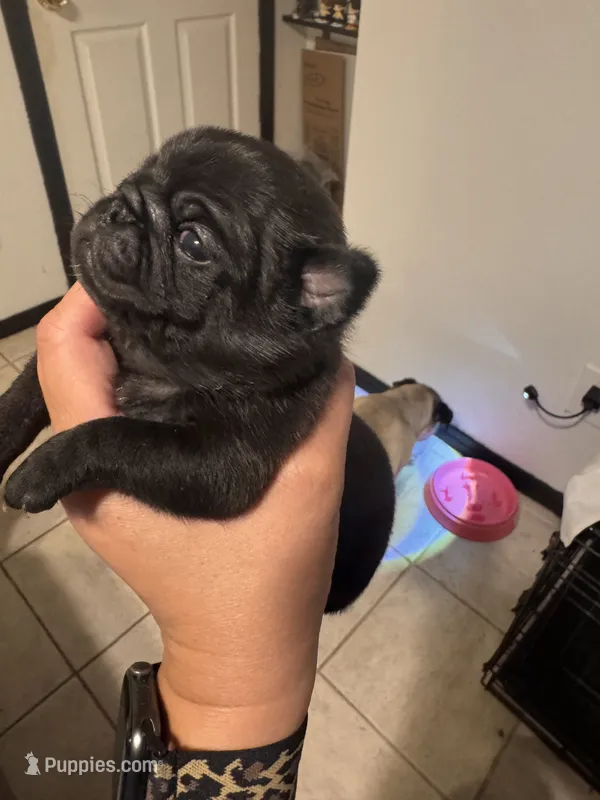 1, a female Pug for sale in San Antonio, TX – 1 of 8
