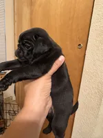 #3, a female Pug for sale in San Antonio, TX – 6 of 9