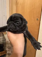 #2, a female Pug for sale in San Antonio, TX – 2 of 8
