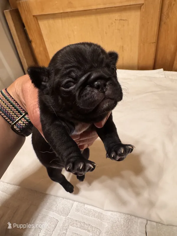 #2 – Pug puppy for sale in San Antonio, TX