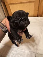 #2, a female Pug for sale in San Antonio, TX – 1 of 8
