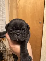 #3, a female Pug for sale in San Antonio, TX – 3 of 9