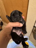 #1, a female Pug for sale in San Antonio, TX – 1 of 1