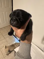 1, a female Pug for sale in San Antonio, TX – 8 of 8