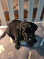 Dawkin, a male Labrador Retriever for sale in Lancaster Township, PA – Photo 1 of 2