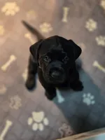 Dawkin, a male Labrador Retriever for sale in Lancaster Township, PA – Photo 2 of 2