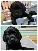 No names, a male Labrador Retriever for sale in Lancaster Township, PA – Photo 1 of 2