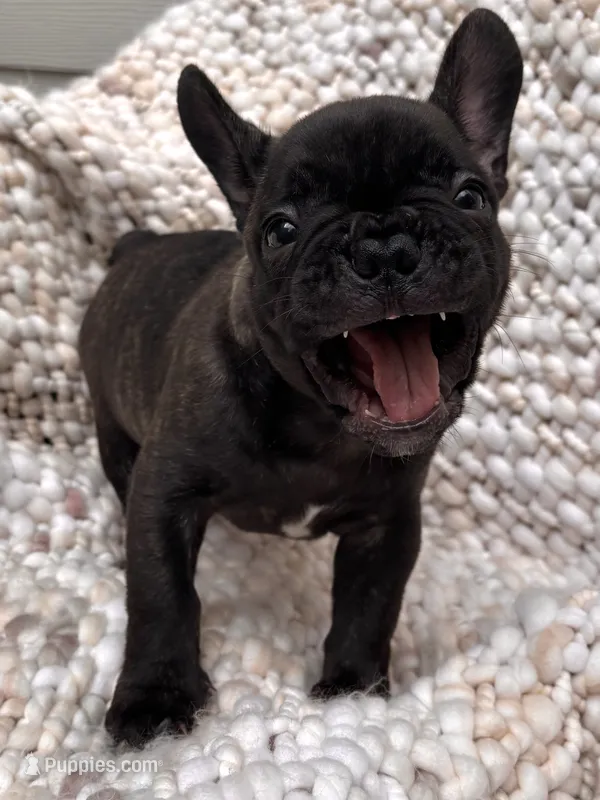 Biggie Smalls – French Bulldog puppy on hold in Atlanta, GA
