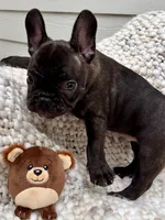 Biggie Smalls, a male French Bulldog for sale in Atlanta, GA – 2 of 4