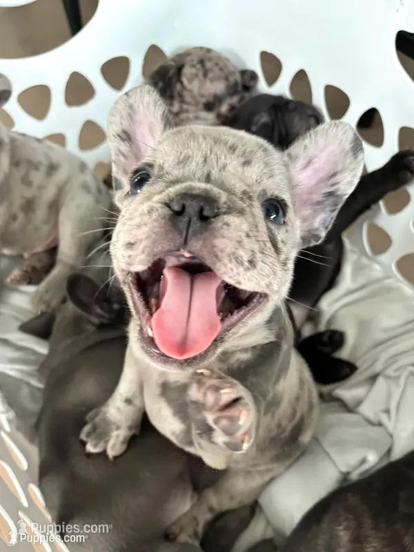 Bentley – French Bulldog puppy for sale in Atlanta, GA
