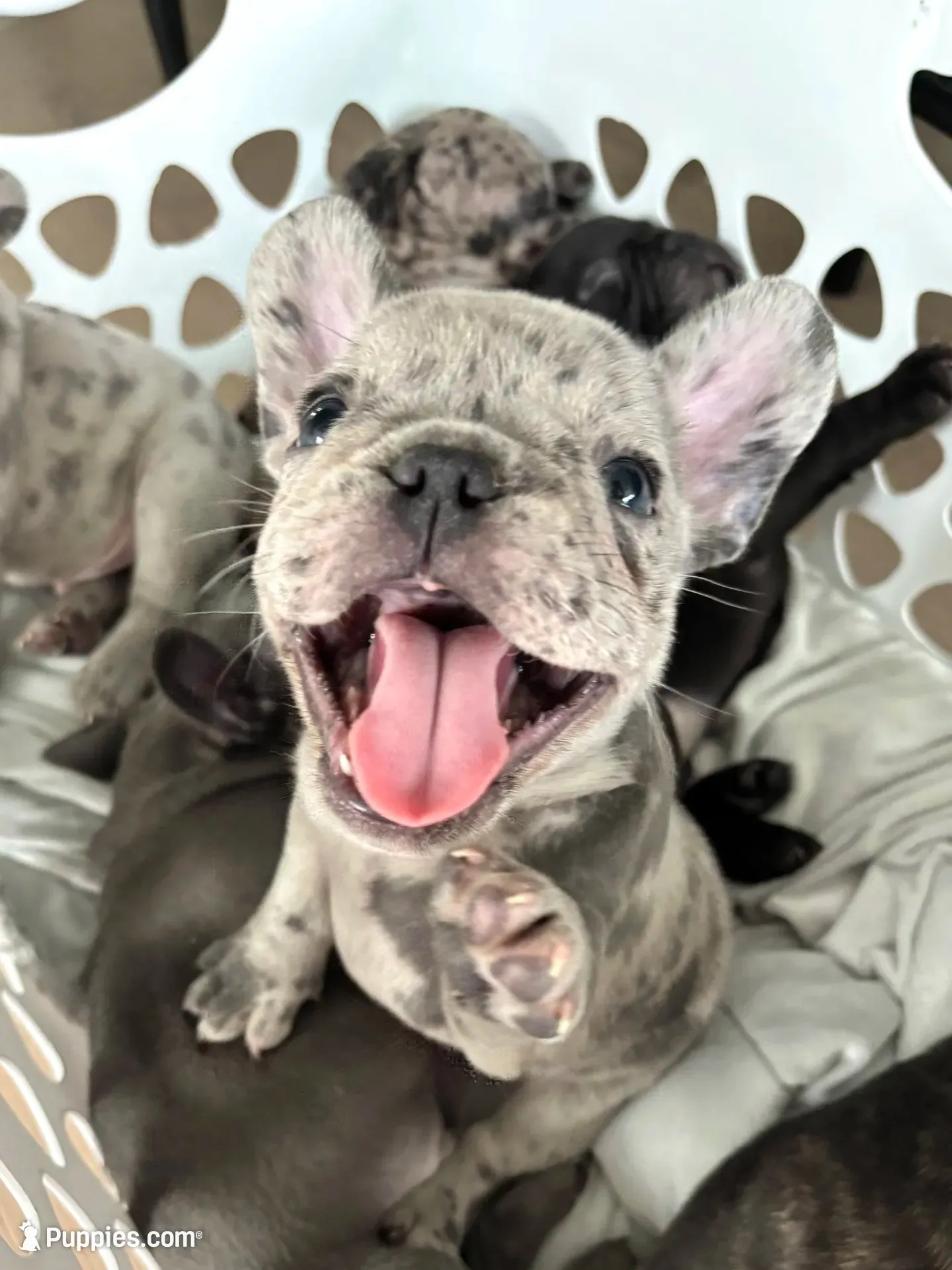 Bentley, a male French Bulldog for sale in Atlanta, GA – 1 of 4