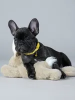 Biggie - Lovable Brindle, a male French Bulldog for sale in Atlanta, GA – 4 of 5
