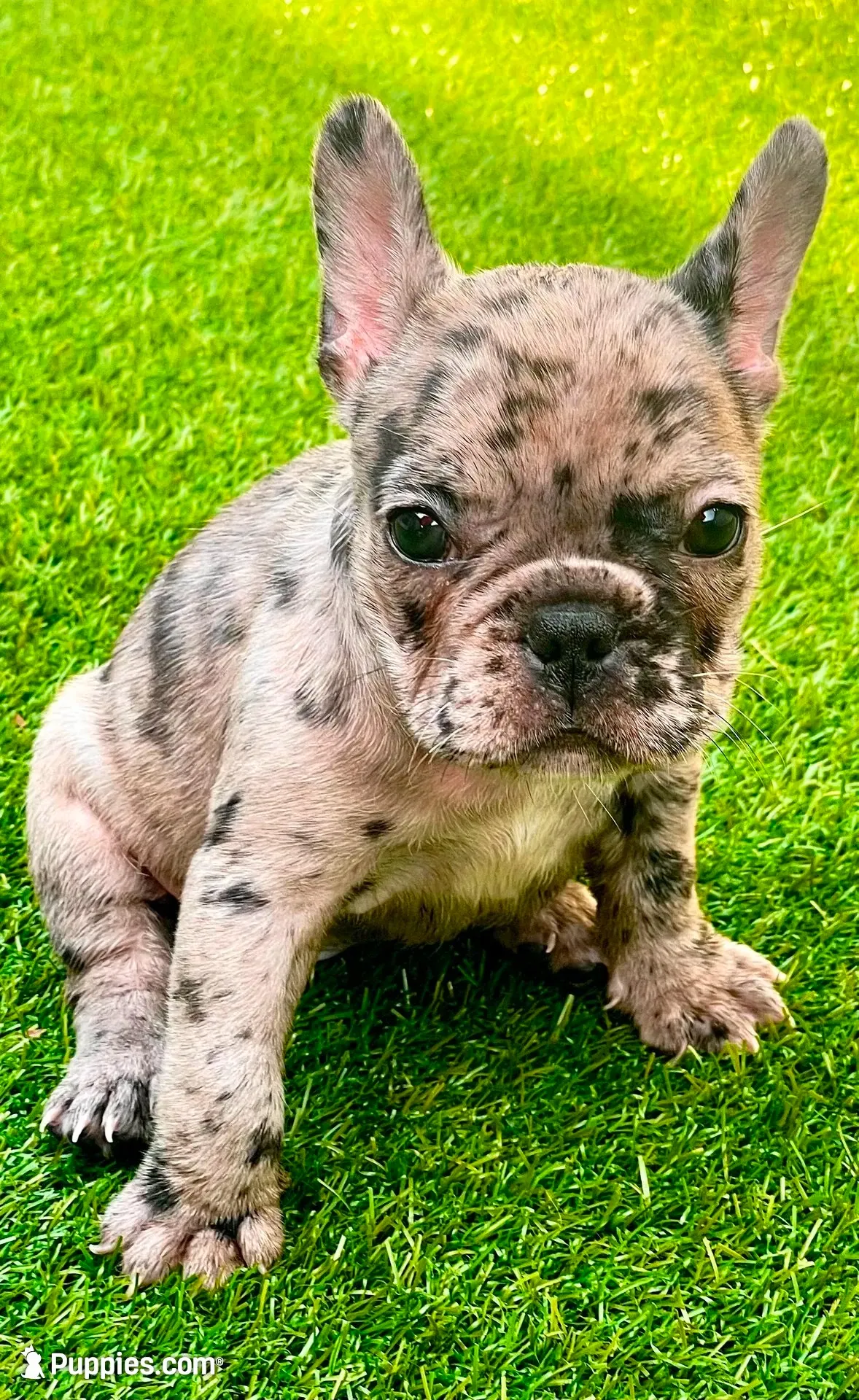 Zephyrine, a female French Bulldog for sale in Atlanta, GA – 7 of 7