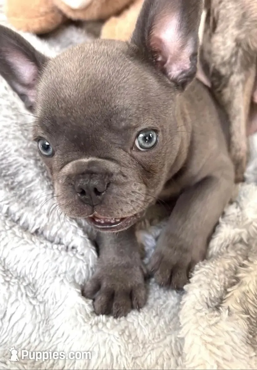 Beckham, a male French Bulldog for sale in Atlanta, GA – 2 of 5