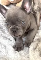 Beckham, a male French Bulldog for sale in Atlanta, GA – 3 of 5