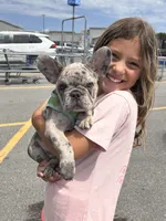 Bentley - SOLD!, a male French Bulldog for sale in Atlanta, GA – 1 of 4