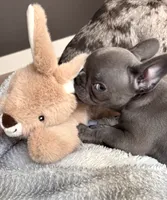 Sly , a male French Bulldog for sale in Atlanta, GA – 6 of 7