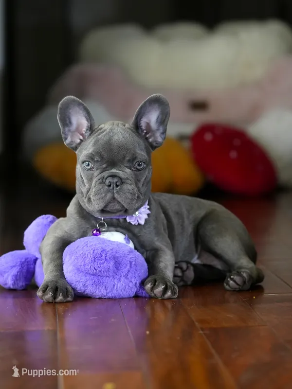 Sylvia - Blue/Lilac  – French Bulldog puppy for sale in Atlanta, GA