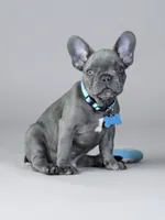Sly , a male French Bulldog for sale in Atlanta, GA – 3 of 7