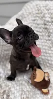 Biggie Smalls, a male French Bulldog for sale in Atlanta, GA – 3 of 4