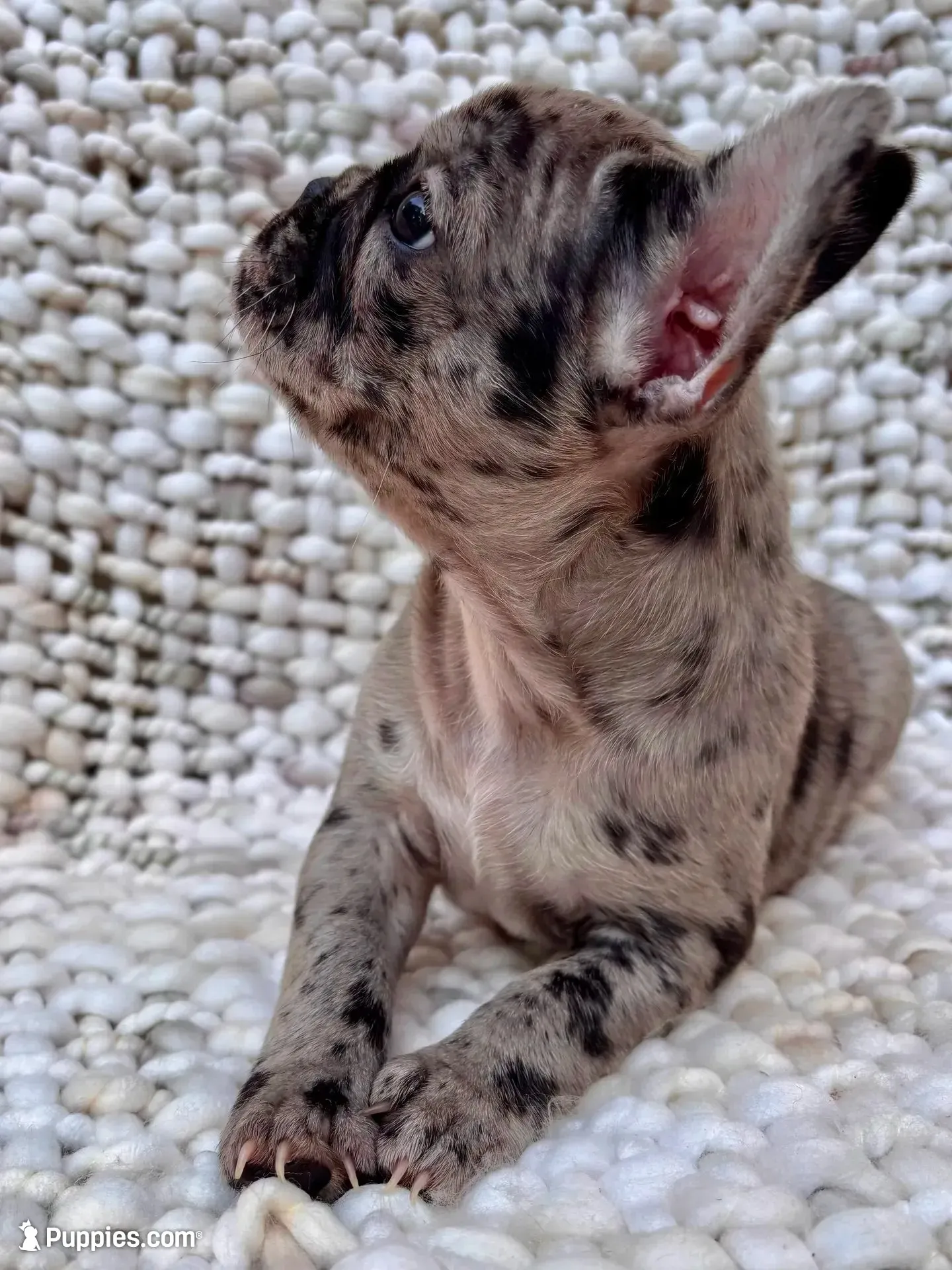 Zephyrine, a female French Bulldog for sale in Atlanta, GA – 5 of 7