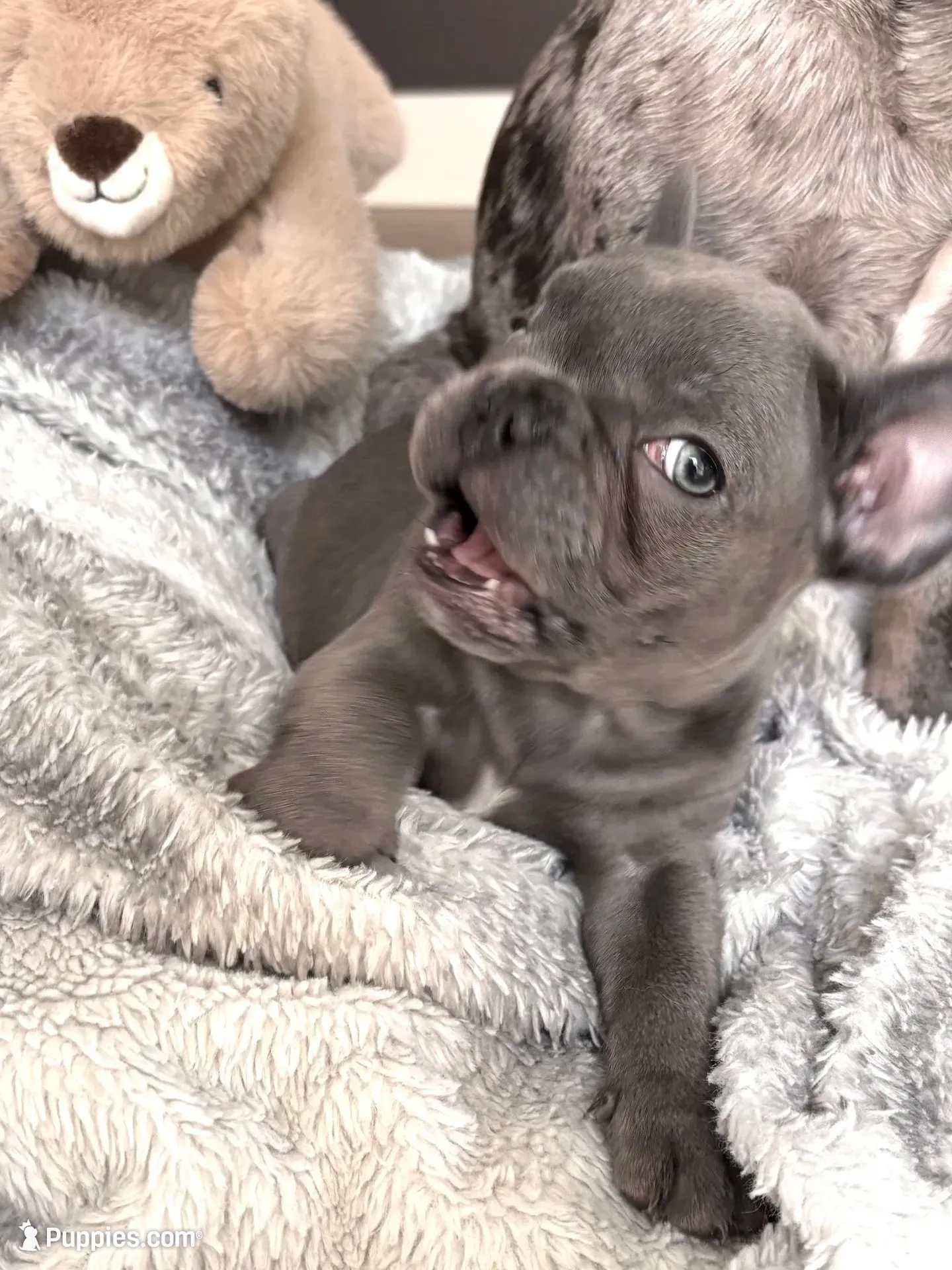 Beckham, a male French Bulldog for sale in Atlanta, GA – 5 of 5