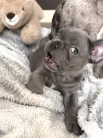 Beckham, a male French Bulldog for sale in Atlanta, GA – 4 of 5