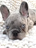 Oliver, a male French Bulldog for sale in Atlanta, GA – 2 of 5