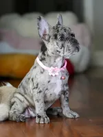 Suki - Lilac/Chocolate , a female French Bulldog for sale in Atlanta, GA – 5 of 5