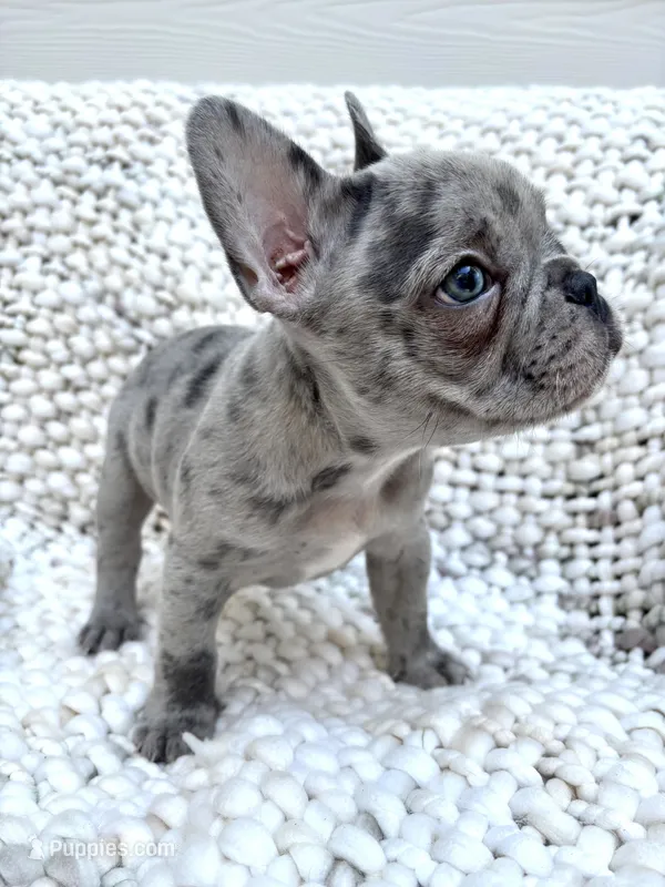 Oliver – French Bulldog puppy for sale in Atlanta, GA