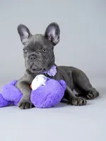 Sylvia - Blue/Lilac , a female French Bulldog for sale in Atlanta, GA – 6 of 7