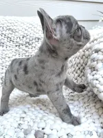 Oliver, a male French Bulldog for sale in Atlanta, GA – 4 of 5