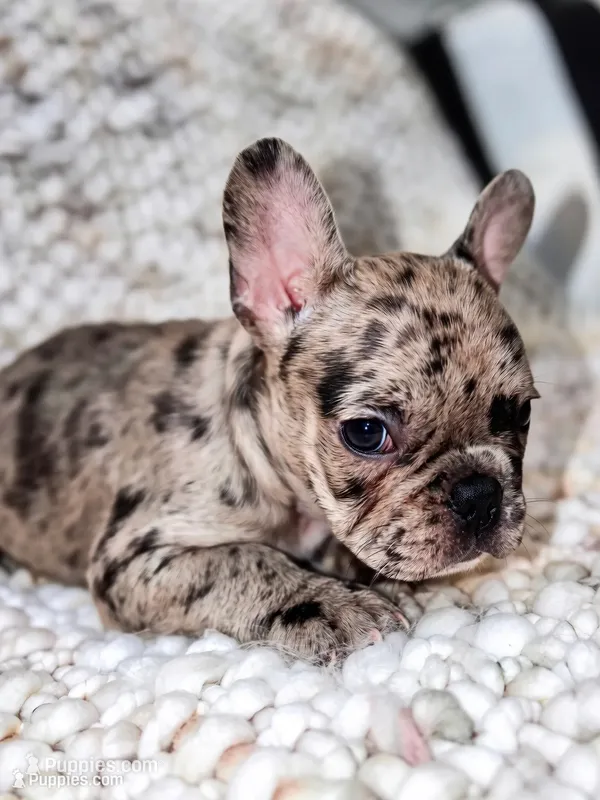 Zephyrine – French Bulldog puppy for sale in Atlanta, GA