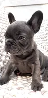 Sylvia - Blue/Lilac , a female French Bulldog for sale in Atlanta, GA – 7 of 7