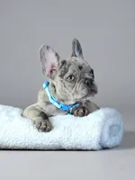 Alphie  - Male Merle , a male French Bulldog for sale in Atlanta, GA – 4 of 6