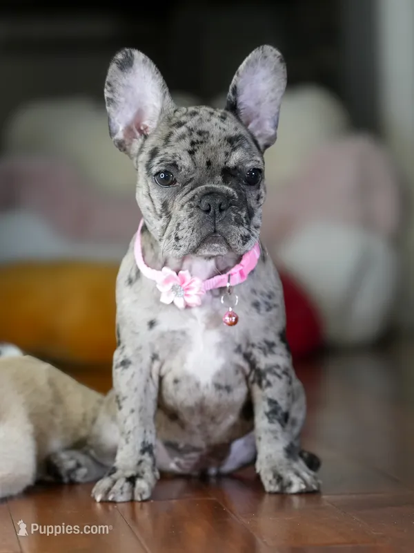 Suki - Lilac/Chocolate  – French Bulldog puppy for sale in Atlanta, GA