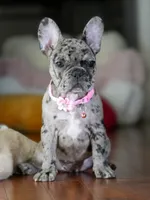 Suki - Lilac/Chocolate , a female French Bulldog for sale in Atlanta, GA – 1 of 5